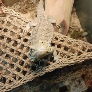 Meet your Posher, Cody